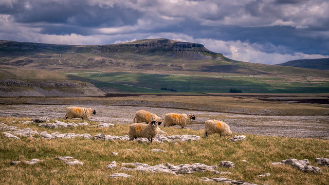 Pen-y-ghent or Penyghent is a fell in the Yorkshire Dales. It is one of the Yorkshire Three Peaks, the other two being Ingleborough and Whernside. It lies 3 kilometres east of Horton in Ribblesdale.