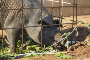 Black Iberian pig behind a metal fence is eating radishes and potatoes