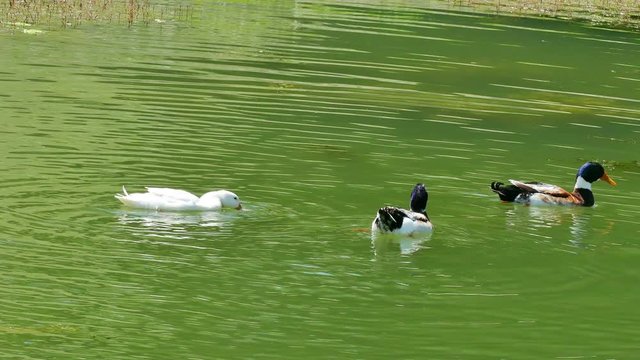 Ducks Swim on a Beautiful Natural Lake, 4 K Video Clip
