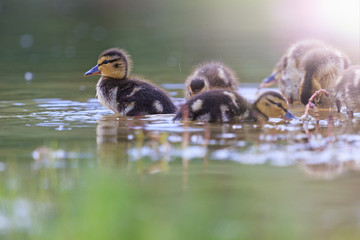 Little duck on the lake with sunny hotspot