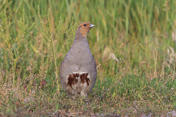 gray partridge out of the thicket of grass