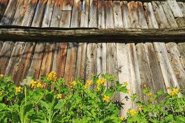 celandine growing fence