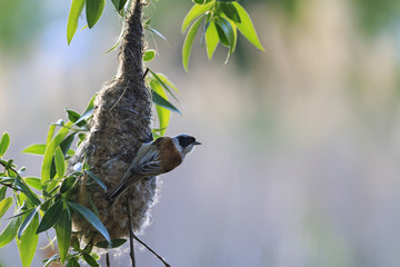 Eurasian penduline tit near nest