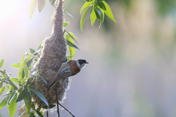 Fototapeta premium Eurasian penduline tit near nest with sunny hotspot