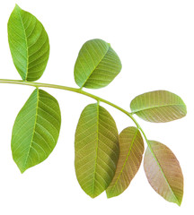 Obraz premium walnut leaves on a branch. isolated on white background