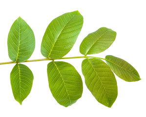 walnut leaves on a branch. isolated on white background