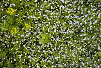 green grass with small white and yellow flowers