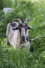 goat gray-brown color in thick grass with a goat in the background