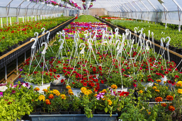 Flowers in greenhouse in spring