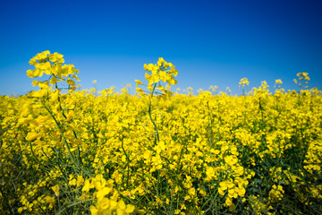 canola field on a sunny blue sky day