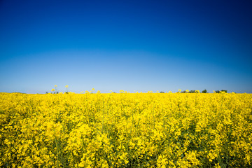 Obraz premium canola field on a sunny blue sky day