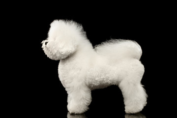 Purebred white Bichon Frise Dog Standing and Looking up isolated Black Background, Side view