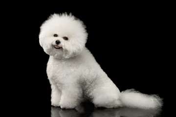 Obraz premium Purebred White Bichon Frise Dog Smiling, Sitting and Looking in Camera isolated Black Background, Side view