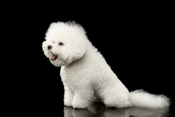 Purebred White Bichon Frise Dog Sitting Surprised with opened mouth isolated Black Background, Side view