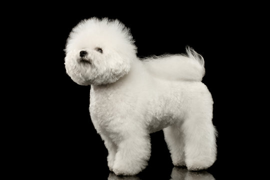 Purebred white Bichon Frise Dog Standing and Looking up isolated Black Background