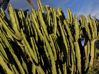 Cactáceas (Cactaceae) son plantas  espinosas conocidas en conjunto como cactos o cactus.