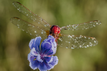 libellula