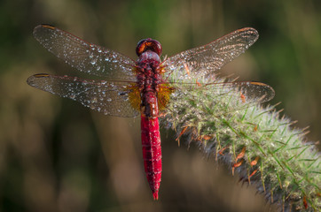 libellula