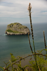 close-up of coastal vegetation, island behind, san juan de gaztelugatxe, basque country, spain