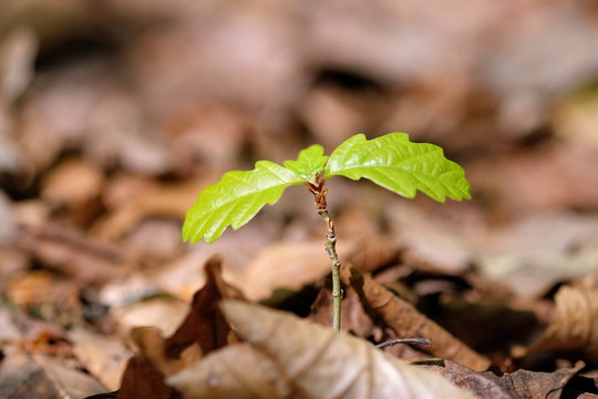 S&auml;mling einer Eiche