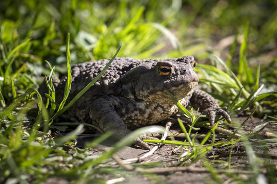 Common Toad on the green grass under the rays of the sun (Bufo Bufo)