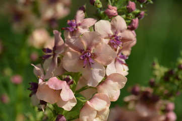 Obraz premium molène