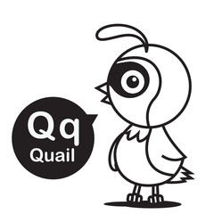 Q Quail cartoon and alphabet for children to learning and colori