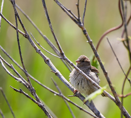 Sparrow on a branch