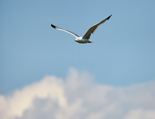 Seagull flying over clouds