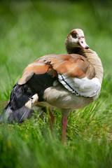Wild goose in grass