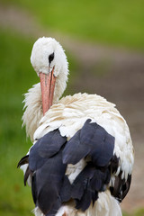 Stork on a meadow