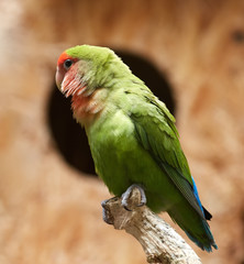 Little parakeet closeup