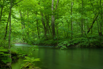 Fototapeta premium 奥入瀬 / 渓流 / 新緑