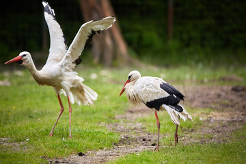 Stork on a meadow