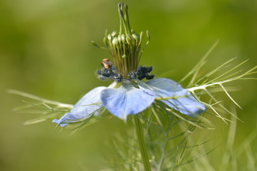 nigelle de Damas