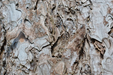 écorce