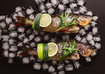 Cooking background, fresh fish on the ice cubes