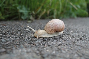Snail on the road