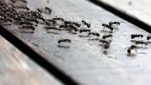 viele schwarze Ameisen krabbeln auf Holz entlang