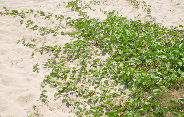 plants on the beach