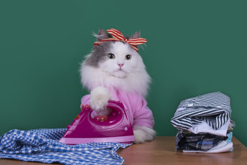 cat housewife to do housework and irons clothes