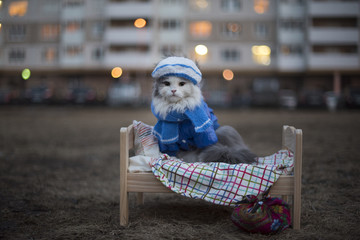 homeless cat on the street on a cold night