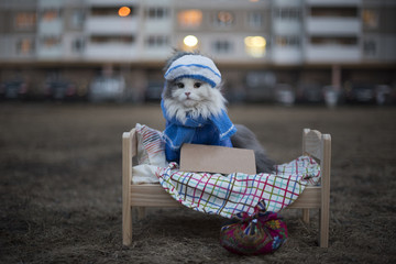 homeless cat on the street on a cold night