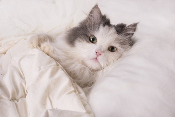 fluffy cat dozing in bed