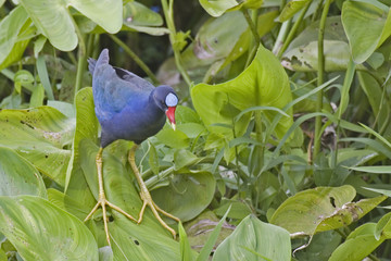Colorful Purple Gallinule, Porphyrio martinicus