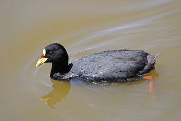Swimming Red-gartered Coot, Fulica armillata