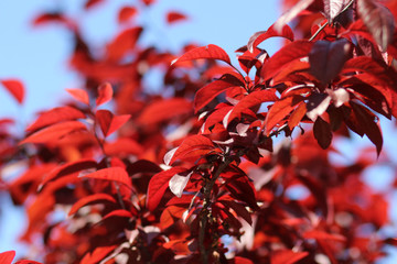 Red leaves
