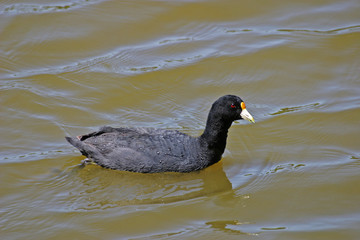 Swimming White-winged Coot, Fulica leucoptera