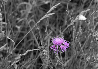 Autumn romantic background of blur with purple flowers