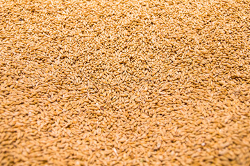 Barley grains
